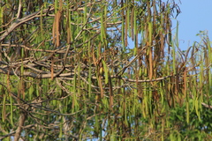 Roseodendron donnell-smithii