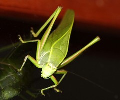 Khaoyaiana nitens