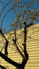 Prosopis chilensis
