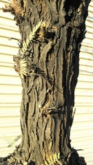 Prosopis chilensis