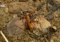 Acromyrmex octospinosus