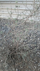 Magnoliopsida