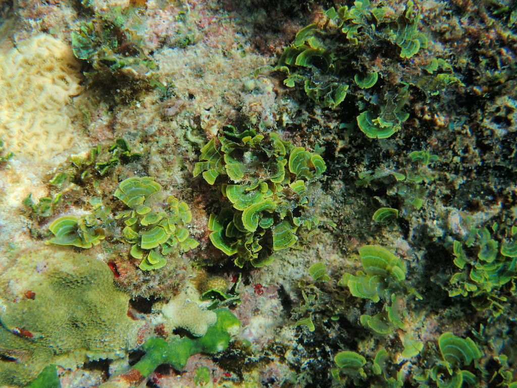 Photo of Zoned Stypopodium (Stypopodium zonale)