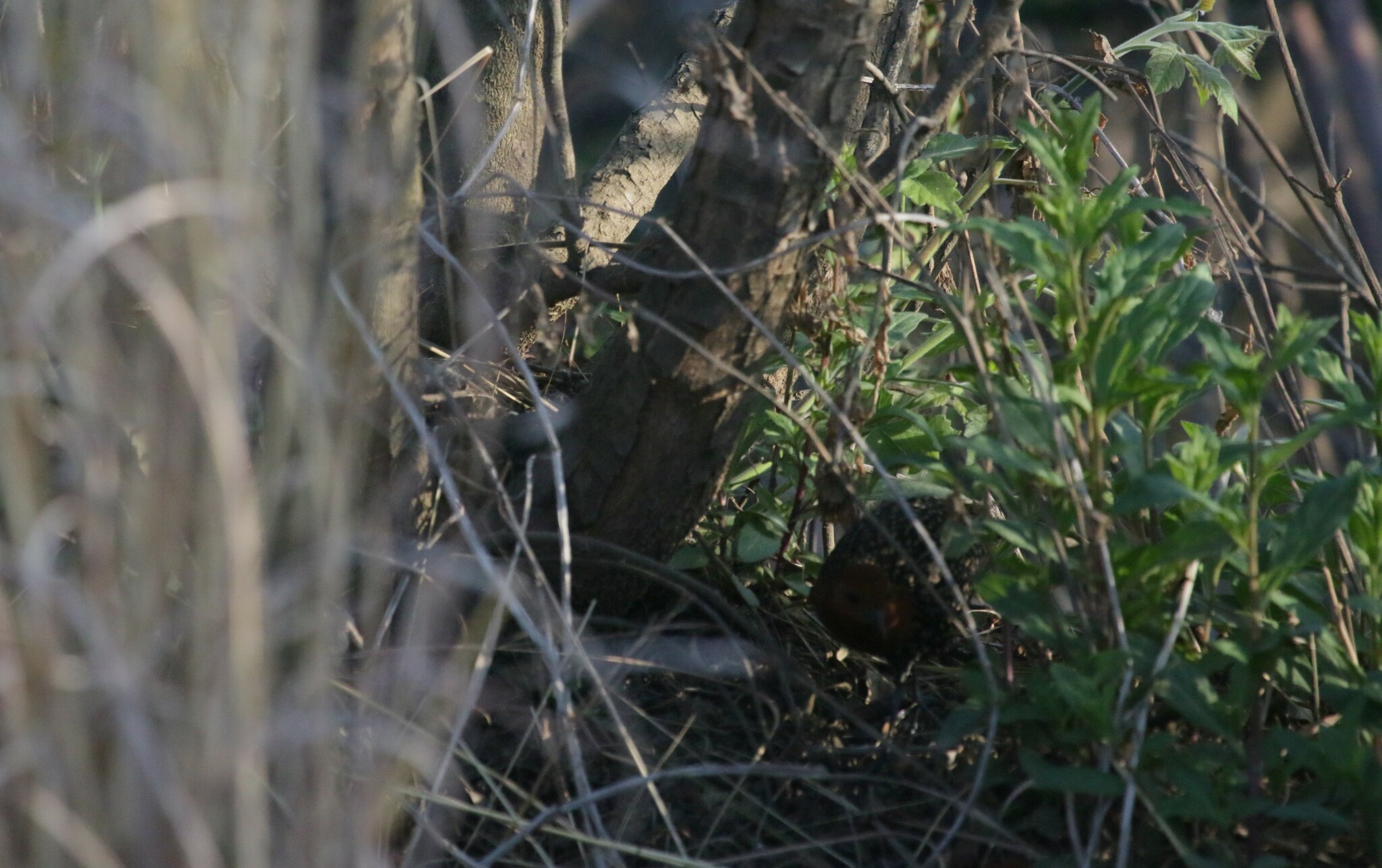 Red-chested Flufftail (Sarothrura rufa), photo 10