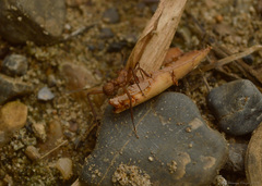 Acromyrmex octospinosus