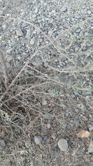 Magnoliopsida