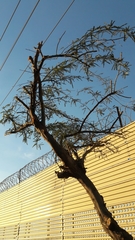 Prosopis chilensis