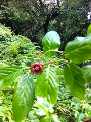 Euonymus occidentalis