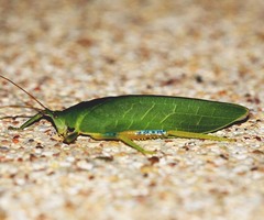 Phyllozelus caeruleus