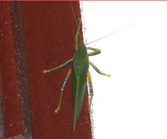 Phyllozelus caeruleus