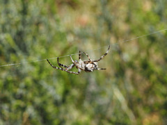 Backobourkia brouni