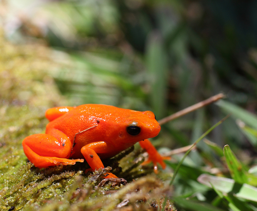 Golden Mantella