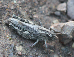 Chimarocephala pacifica