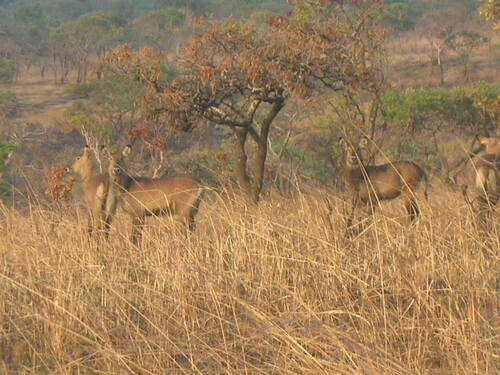 Defassa Waterbuck