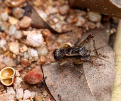 Velarifictorus aspersus