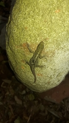 Gonatodes caudiscutatus