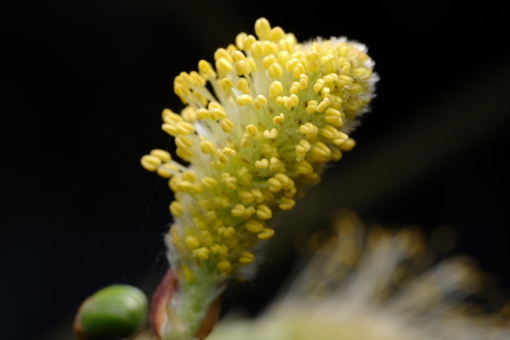 goat willow from Creswick Regional Park, Creswick, VIC, AU on October 1
