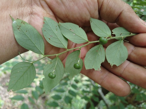 Phyllanthus acuminatus, 2023-09-29