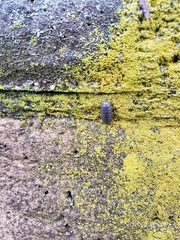 Armadillidium vulgare