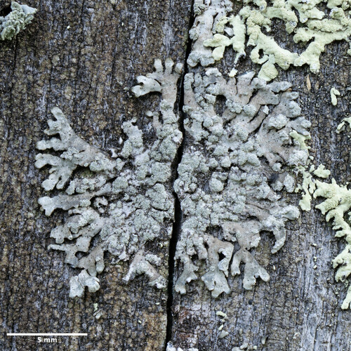diskovnica sivá (Parmeliopsis hyperopta)