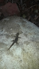 Gonatodes caudiscutatus