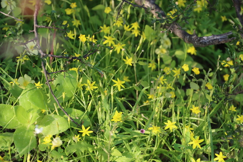 Crevice Capestar (Pauridia scullyi)