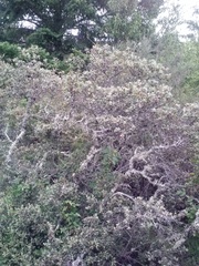 Quercus durata durata