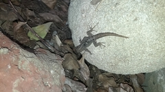 Gonatodes caudiscutatus