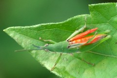 Tagasta marginella