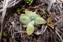 Plantago lanigera