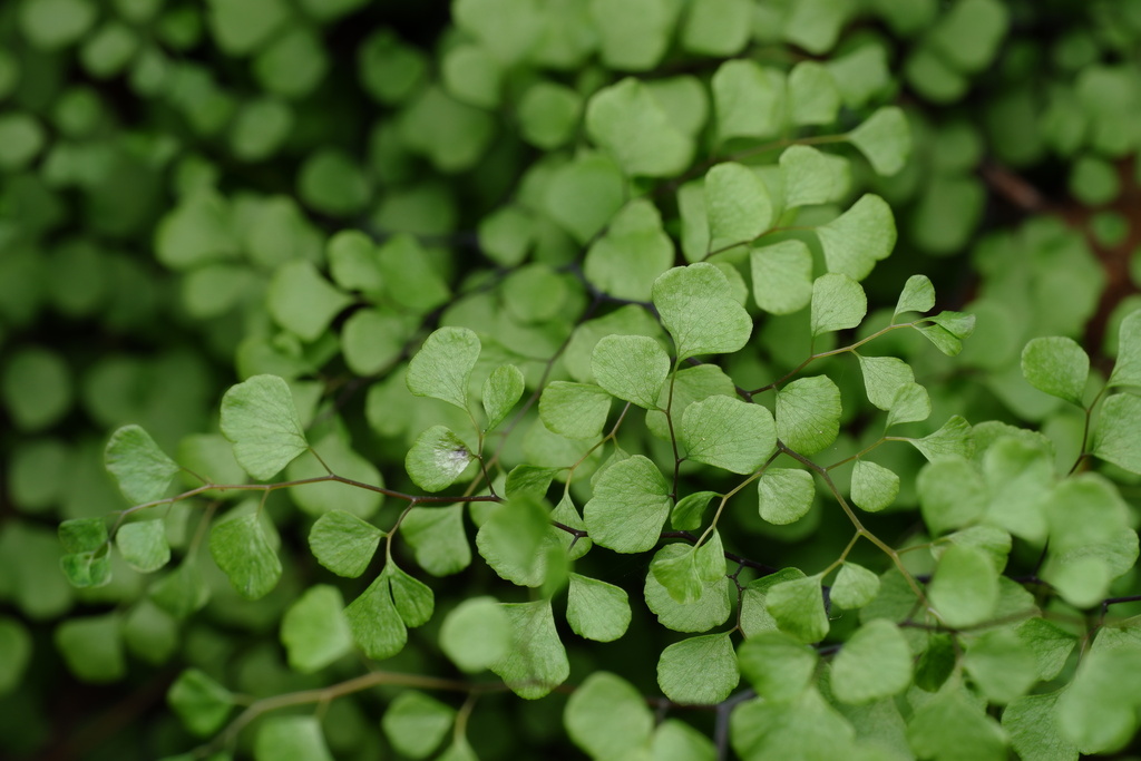 Common Maidenhair Fern From Saint Georges Lake Rd Creswick VIC AU On   Large 