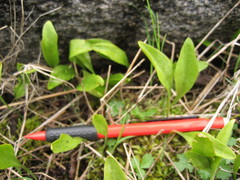 Ophioglossum pusillum