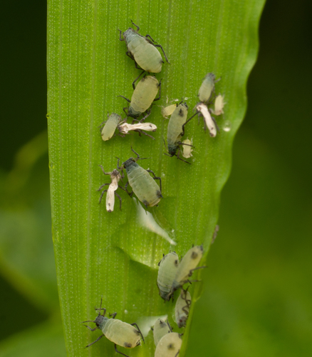 Corn Leaf Aphid photo 2