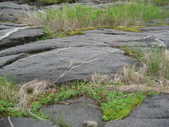 Ophioglossum pusillum