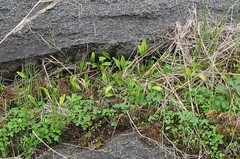 Ophioglossum pusillum