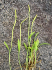 Ophioglossum pusillum