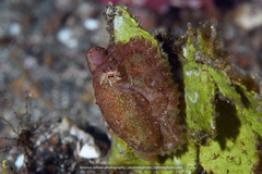 Amphioctopus siamensis