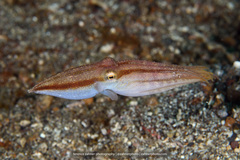 Amphioctopus siamensis