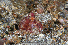 Amphioctopus siamensis
