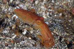 Amphioctopus siamensis