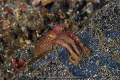Amphioctopus siamensis