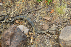 Philodryas chamissonis