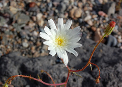 Calycoseris wrightii