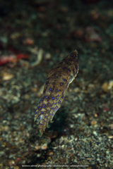 Hapalochlaena lunulata