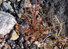 Calycoseris wrightii