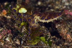 Hapalochlaena lunulata