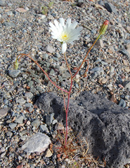 Calycoseris wrightii