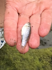 Fundulus parvipinnis