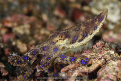 Hapalochlaena lunulata