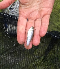 Fundulus parvipinnis